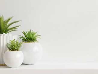 Blombord – Ta hand om dina växter