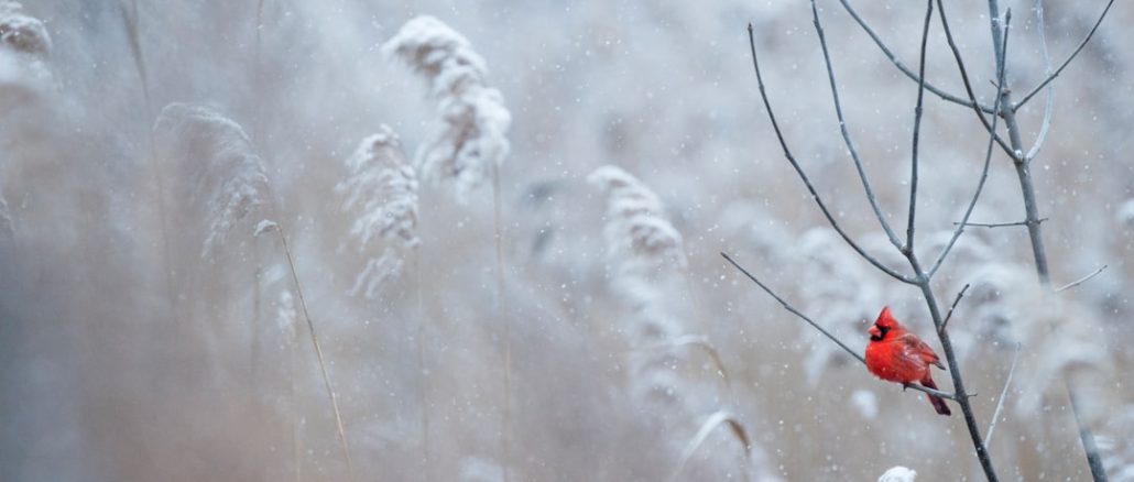 Hur du förbereder ditt hem för vintermånaderna illustration